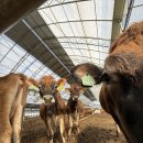 송영신목장 이미지