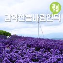 열두달 국내 여행지 추천 & 인생사진 찍기 | 10월 국내 여행지 추천 경남 거창 감악산아스타국화 가을 꽃축제