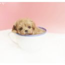 수정애견 이미지