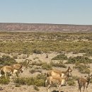 낭만가도 후진 | 남미로 신혼여행6-우유니~아타카마 1박2일 투어, 아타카마 도착! 그리고 이동