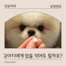 콩밥밥 | 강아지 밥 먹여도 될까? 쌀밥, 잡곡밥, 콩밥, 죽? 주의사항, 급여방법, 급여후기