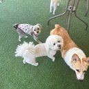 알럽댕큐 이미지