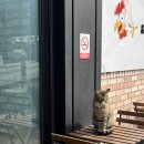 카페씨앤디마운틴 이미지