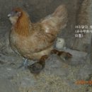 지은민박 이미지