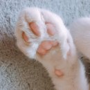 핑크젤리 이미지