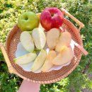 청정종합관리(주) | 사과 청송 문경 시나노골드 감홍 꿀사과 못난이 부사흠과 (38%)할인 후기및 구매방법 총정리