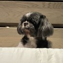 우리집 댕댕이
