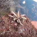 엔트리헤어 이미지