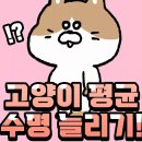 161. 고양이 평균 수명 늘리기! 이미지