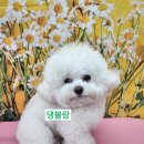 댕블랑 이미지