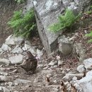 태평고개 용움해장국 앞 | 소는 없지만 꿩은 있었던 우마고도