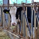 청신농장 이미지