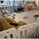 뽀삐애견 이미지