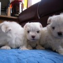 정아애견 이미지