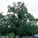 두곡리 은행나무 이미지