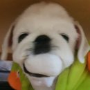 센텀동물종합병원 이미지