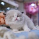 강남 고양이 분양 캣프렌즈 이미지