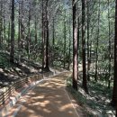 팔영산편백치유의숲일반동 | 적대봉,익금해수욕장,녹동항,팔영산 편백치유의 숲,테라피센터,치유숲길,명상쉼터, 노르딕 워킹,캐노피...