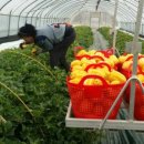 관호농장 이미지