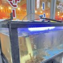 옛날의실내포차구이 | 진주새우구이 맛집 칠암동술집 추천 왕눈이실내포차