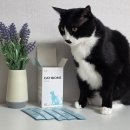 고양이 유산균 닥터바이 캣바이옴 장 건강 케어 후기 및 급여 방법