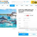 돌핀짐 | 괌 돌핀크루즈 후기 공항 픽업 포함 아이랑 가족여행 실시간 (괌플레이)