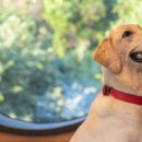 탐스럽개 이미지