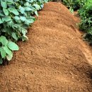 (주)삼화육종 산성농장 | 가을쪽파 심는시기와 재배법