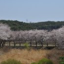 삼선산수목원 벚나무 이미지