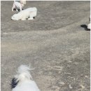 리본반려견 유치원 이미지