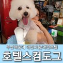 호텔스 컴도그 | 부산애견미용 잘하는곳 해운대 호텔스컴도그 비숑 미용 후기