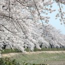 경포호수공원 벚꽃.... 이미지