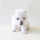 하룻강아지 이미지