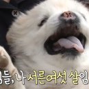 (주)산강아지 티스토리