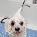 허니애견 이미지