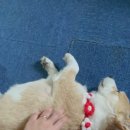 제주집 이응 이미지