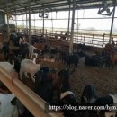 까망흑염소농장 이미지