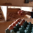 잉꼬농장 이미지