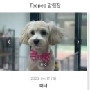 댕발소 이미지