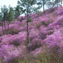 삼일약국 Daum카페