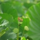 연꽃이야기 이미지