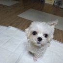 힐튼 마지막 임보일기 이미지