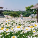 데이지카페 - 서대문구 모래내로 380 | 데이지카페