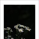참취 이미지