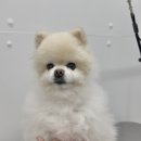 댕그리몽 이미지