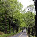 청남대 진입로 이미지