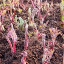 택배농장 이미지