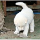 복실강아지 이미지