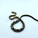 애니멀리움 이미지