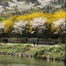 홍제3 공중화장실 | 서울벚꽃명소/서울폭포/안산벚꽃길<서대문홍제폭포>/벚꽃축제